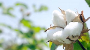 FDA Registered [Printed Tape Type Pad 3p] Organic Reusable Cotton Pads, Menstrual Pads, Sanitary Napkins, Many Pattern, 3 Pads. (Color, Size) (Leaf Pattern, Day Pad)