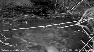 4.6K views · 104 reactions | We had a mustkrat swim upstream on Wildlife Cam 1 early this monring. We have not seen muskrats in decades. Glad to see how healty the wildlife is in this area! Watch PA Wildlife Cam 1 LIVE Here: https://pixcams.com/pa-wildlife-1/ #muskrat #wildlife #livestream | PixCams | Facebook