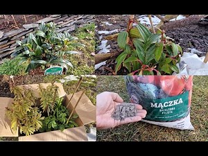 Sarcococca humilis "Winter Gem" i inne nowe rośliny. Mączka bazaltowa |Ogród Jadzi# 238