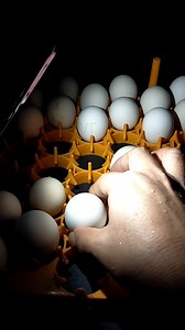 17K views · 127 reactions | Egg candling/ 18 days #followerseveryonehighlights #reelsviralシ #everyonehighlights #viralreelsfb #viralvideoシ #viralreelsfacebook #BreedingTips #eggcandling | Dano Gamefowl | Facebook