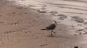Seagull Stomping His Feet Water Stock Footage Video (100% Royalty-free) 6156068 | Shutterstock