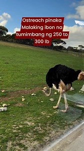 The common ostrich is the largest living bird in the world! Adult ostriches weigh between 250 and 300 pounds and can measure up to 9 feet tall, though females tend to be shorter than males. #wildanimals #highlight #roadtrip #adventure #zoo #happiness | Pinay Production Worker in Australia