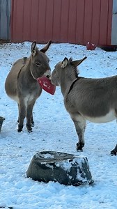 24K views · 1.3K reactions | Donkey playtime with one common denominator-Barney  #reels #onehappyassfarm #farmlife #donkey | One Happy Ass Farm | Facebook