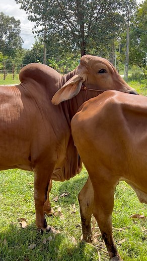 209K views · 1.2K reactions | Brahman #animals #reels #brahman #cow #สร้างรายได้จากเนื้อหา | Wa Ni | Facebook