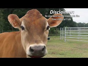 cattle loading chute