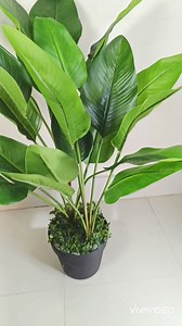 Banana tree now available in capstone. Price 2500 taka. Height 4ft | Capstone