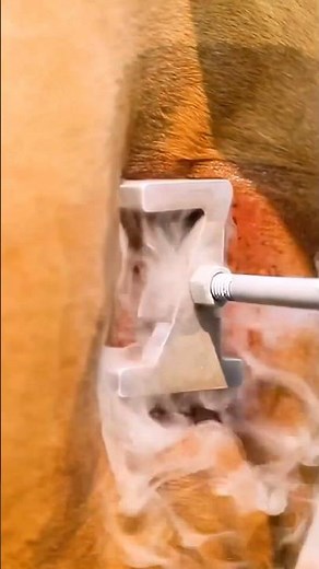 Most Humane Way to Brand Cows ❄️ #shortsfeed #shorts