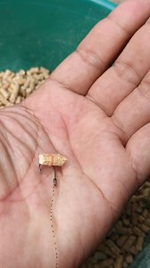 Tips and tricks for baiting carp that don't eat | Yayat Giriwil Reel