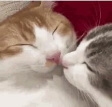 15 reactions | Kiss | GIF'S | Facebook