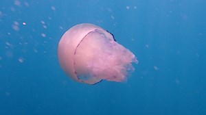 Jugado con una medusa blanca... !!! | Camping Cap-Blanch