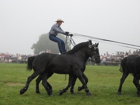 Percheron Thunder at Horse Progress Days