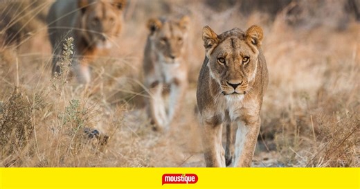 Découvrez la technique de chasse des lions dans la série documentaire diffusée à partir de ce lundi 21 juillet sur Arte