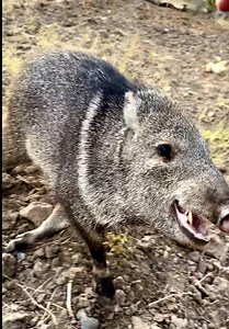 El Chito sabe LADRAR 🐗😅🤦🏻‍♂️‼️ #aventura #wild #animales #jabali #funny