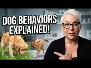 6 Dog Behaviors Vets Say You're Getting Wrong!
