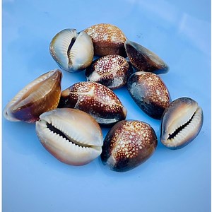 Brown Cowrie Shells: African Sea Shells, Set of 10, Craft & Decor - Etsy