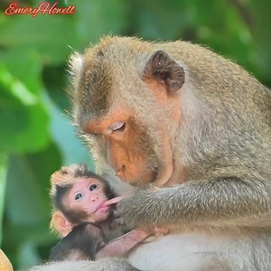 10K views · 367 reactions | Oh God... Mother monkey is trying to stop her baby's milk when she looked hungry. #babymonkey #monkey #monkeys #MonkeyLife #monkeylove | Emery Monkey | Facebook