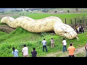 The Largest Snake on Earth was Caught on Camera!