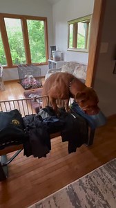 Dogue de Bordeaux Rescue, Inc. on Reels