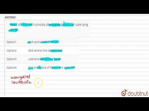 Heart of cockroach consists of elongated muscular tube lying along-