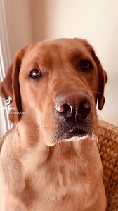 Talking Tuesdays. | The Chatty Lab | Facebook