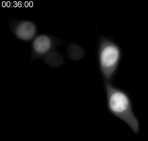 File:Optogenetic-control-of-nuclear-protein-export-ncomms10624-s3.ogv - Wikimedia Commons