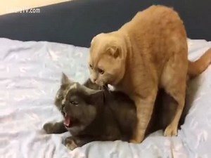 Dos gatos follando en la cama