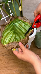 Don't wait — save your plants NOW! 🌿 | PlantIn: AI Plant Identifier