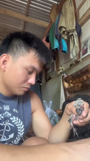 10K views · 211 reactions | [Part 2] Bagong mga Alaga: May nagbigay sa akin ng baby kalapati. | Kalapati o pigeon. ️ #birdlover #Rescuedbird #pigeon #kalapati #pigeonracing #PagaalagaNgKalapati #pigeonbreeder | Deric Fernandez | Facebook