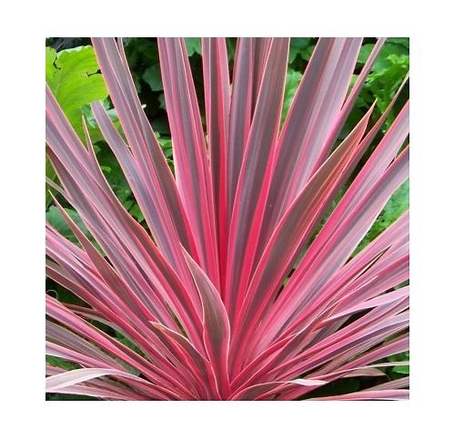 Cordyline Cherry Sensation