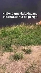 299K views · 1.3K reactions | Um pulo que parecia inocente… mas o...