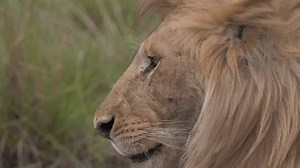 Profile Lion Face Filmpac Collection Stock Footage Video (100% Royalty-free) 1101578543 | Shutterstock