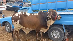 13K views · 1.2K reactions | Bhains Colony Cow Mandi Latest Rate Update | Cow Mandi 2023 | Karachi Cattle Collection | Facebook