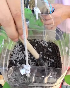 How to grow okra drooping upside down in plastic bottles without a garden | Home & Garden
