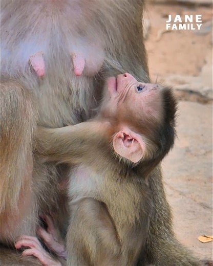 OMG...really lovely newborn baby monkey Jenifer is try to request milk her mom with love! look so lovely baby Jenifer... | Jane Family