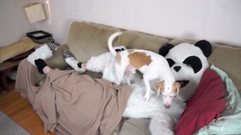 Panda meets dog in adorable showdown