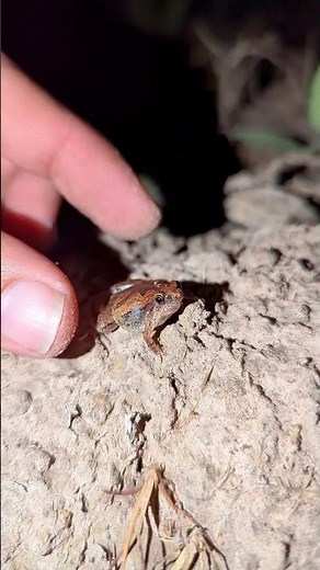 Frog cartoon boing funny | frog catch fly | catch frogs for fun | Frogs jumping funny 🐸🤏😂