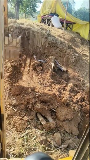 🐍 Copperhead Trinket Snake attack mode ! 😱 #yt #rescueefforts #viral #nature