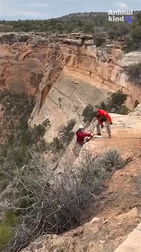 This dog miraculously survived a 100-foot fall with only a few bruises...wait until you see how they saved her! | Courier-Post