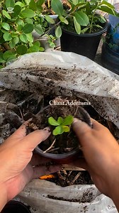 Transplanting adenium seedlings tara guys samahan noyo ako,konting tips kung paano maglipat ng adenium seedling殺 #gardeningtips #gardening #adenium #plants #fbreels2025ツ #adeniumlover #hacks | Chant Adeniums | Facebook