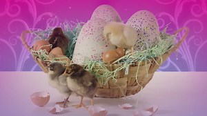 34K views · 89 reactions | Cheep! Cheep! Head over to the Hatchimals Hatching House to see more of these cute baby chicks and have the chance of winning some awesome Hatchimals prizes! #Hatchimals #Whowillhatchfirst #cute #babychicks #ad | Cartoon Network | Facebook