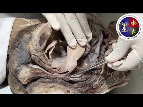 Sistema Genital Femenino