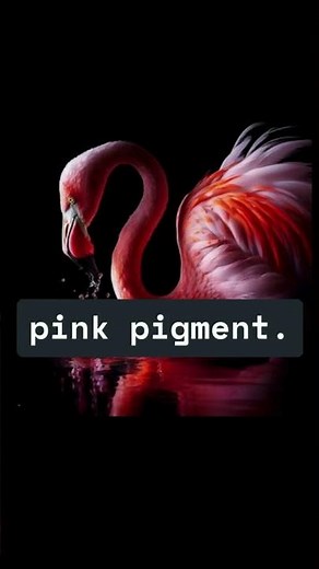 Flamingos | Why Flamingos Are Pink and How They Can Lose It
