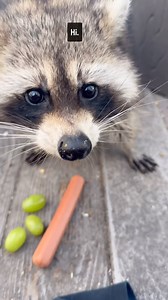 Hot Dog 🦝 wants to remind you that raccoons 🦝 out during the daytime are simply single mothers trying to grab a quick meal before they head back to their babies 🦝. When the babies are young, the mother raccoons stay up all night, defending them. They sneak out very quickly during the daytime to eat. The ridiculous old wives tale is that they are rapid if they’re out during the day. If you catch one and or kill one during the day, you basically condemned the babies to a horrific death also. Ho