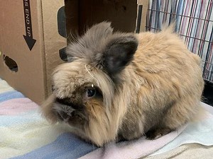 Rabbit Rescue Spurs Adoption Push At Salem's Northeast Animal Shelter