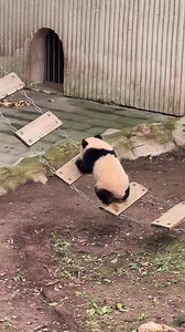 I will escape from pandacatraz! Nobody will stop me! But i'm not sure will happens today! 😆😆😆👹 #petcare #petherapy #cuteanimals #fblifestyle #panda #fluffy #pandas #cute #naturephotography #nature #care #beautiful #love #babypanda #babypandas #funnyanimals #eating | Pandas, a Light In My Heart