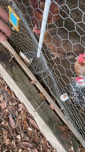Our Maggot Farm is Out of Control! #maggot #maggotfarm #maggot #chickens #chickencoop | Fishin’ with Tate