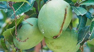 Hidden danger in popular summer fruit