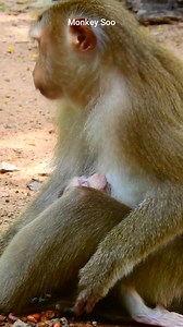 Newborn baby monkey drinking milk with eyes sleepy. | Monkey Soo