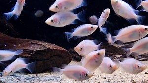 Kissing gourami 😘 | Pier Aquatics