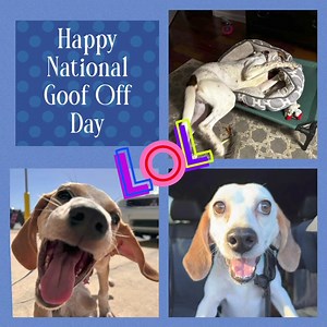🤣HAPPY NATIONAL GOOF OFF DAY 2024!🥸 And aren’t HOUNDS 🐾🐾 just the biggest goof-offs ever??? 🙃FRIDAY is the perfect day to goof-off!! After all the weekend is pretty much already here! 😀 Post pics below ⬇️⬇️of how you and your pups are spending GOOF OFF DAY! www.thelondonsanctuary.org #houndsofTLS #THELONDONSANCTUARY #jacksonvilleflorida #adoptdontshop❤️ #exploremore #nothinglikeahound #thelondonsanctuary1405 #nationalgoofoffday | The London Sanctuary
